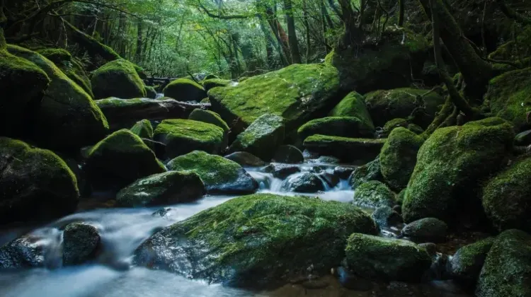 鹿児島のお土産選びでよくある質問