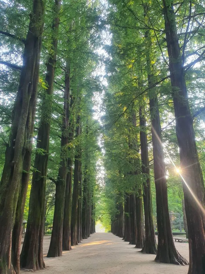 The Metasequoia Lane