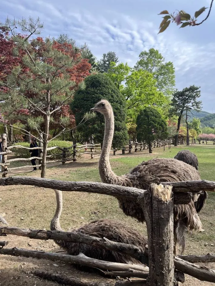 Nami Island Wildlife