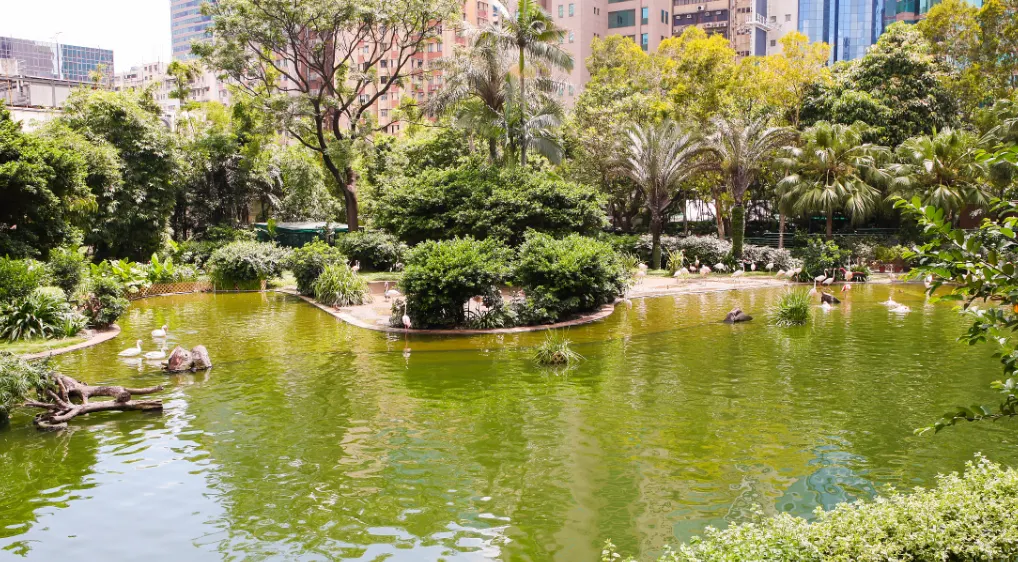 九龍公園 —— 鬧市中的野餐地點