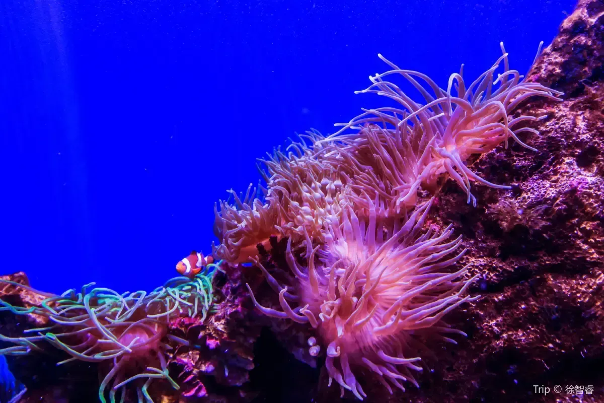 7. Tempat Wisata di Australia-SEA LIFE Sydney Aquarium