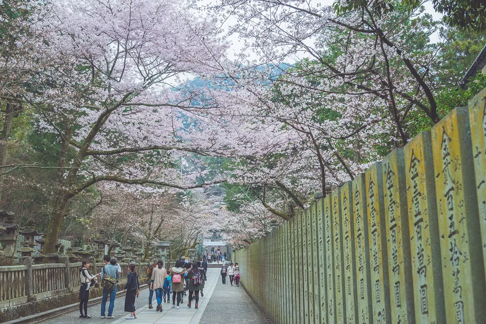 Shikoku Cherry Blossom | Best Viewing Spots