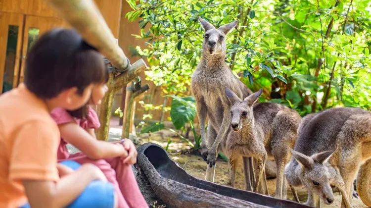 Perkara yang boleh Dilakukan di Singapore Zoo