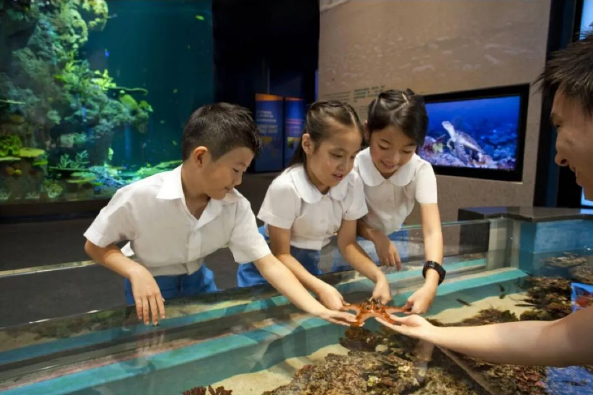 Things to do at S.E.A. Aquarium