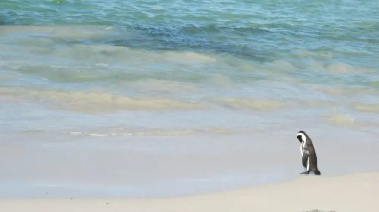 ケープタウンの年間降水量について