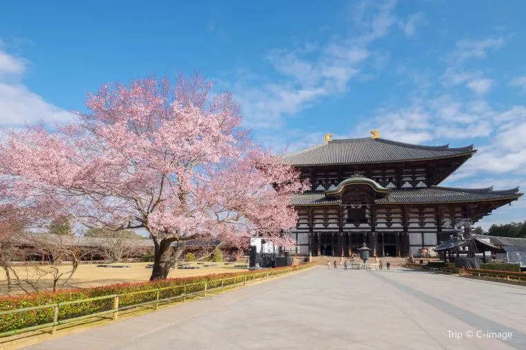 [2025] Spring Awakening Discovering the Weather in Japan in March and Blossoming Delights