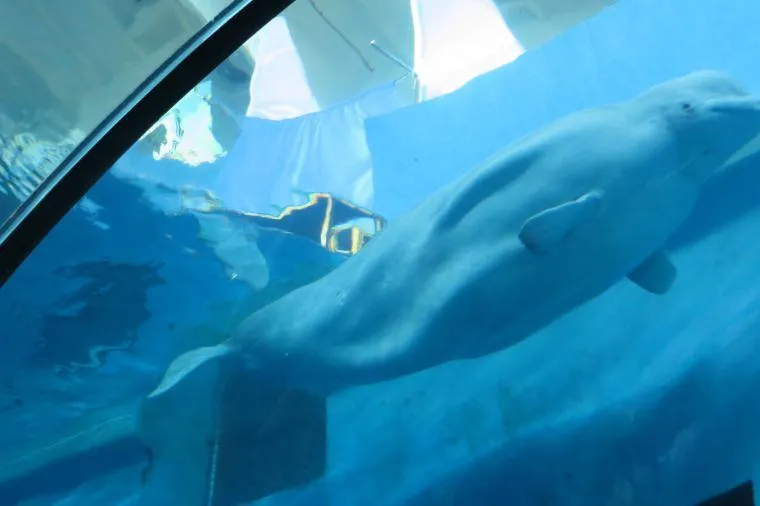 海洋生物博物館