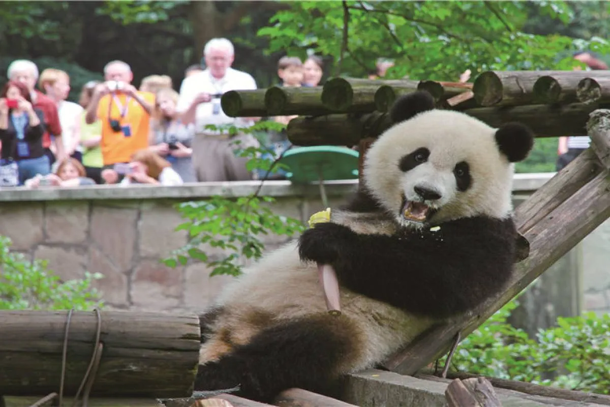 Chongqing Zoo
