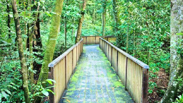 デインツリー熱帯雨林