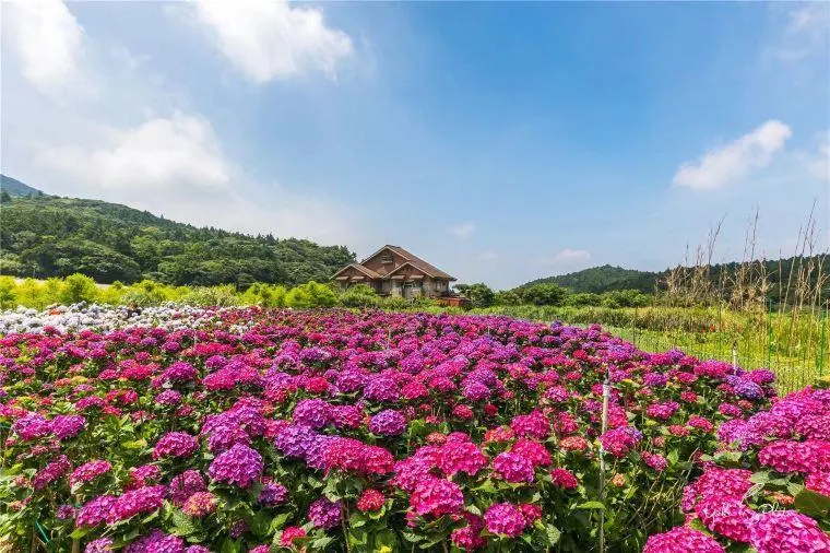 野餐陽明山公園