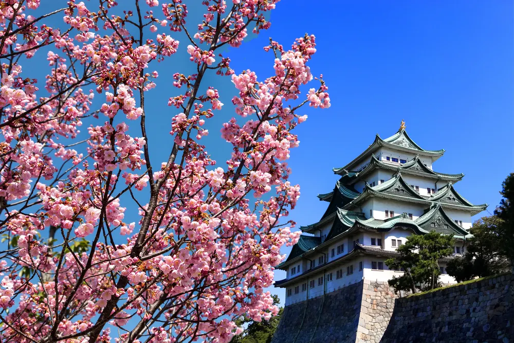 Central Japan Cherry Blossom | Best Viewing Spots