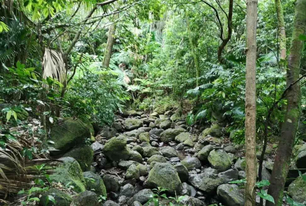 Penang National Park