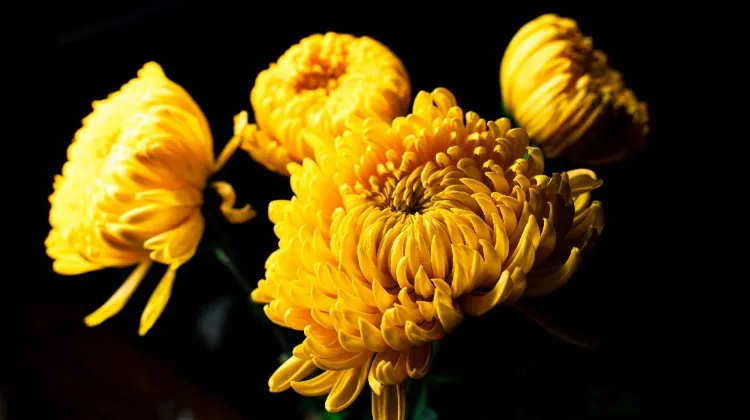 Source: Yang Yu/ unsplash  Celebrate the Double Ninth Festival with some Chrysanthemum liquor!