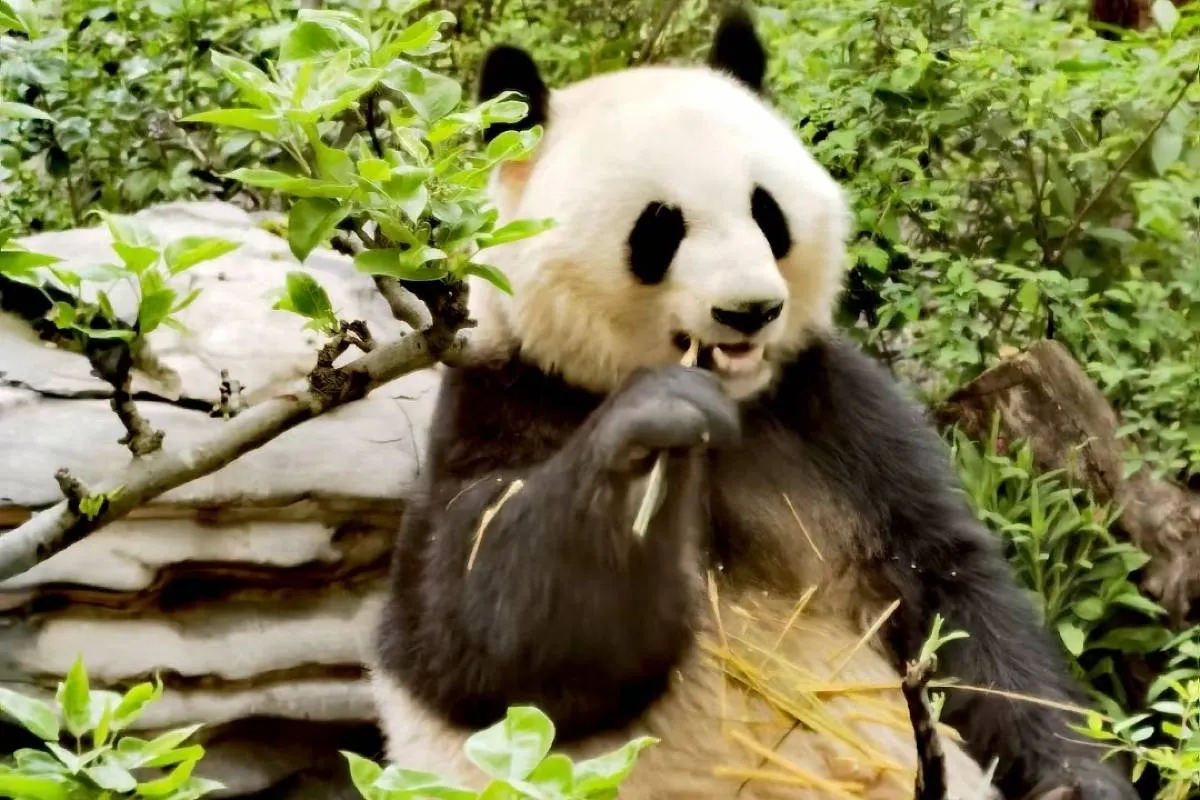 Shanghai Zoo Animals in Each Area