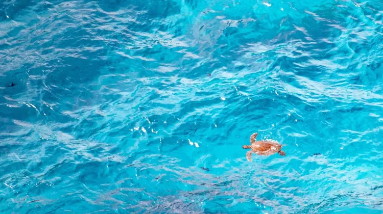 Best time to visit Nusa Penida