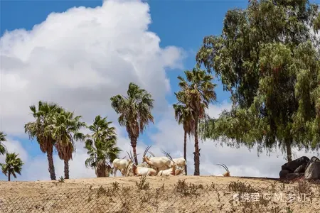 San Diego Zoo Safari Park