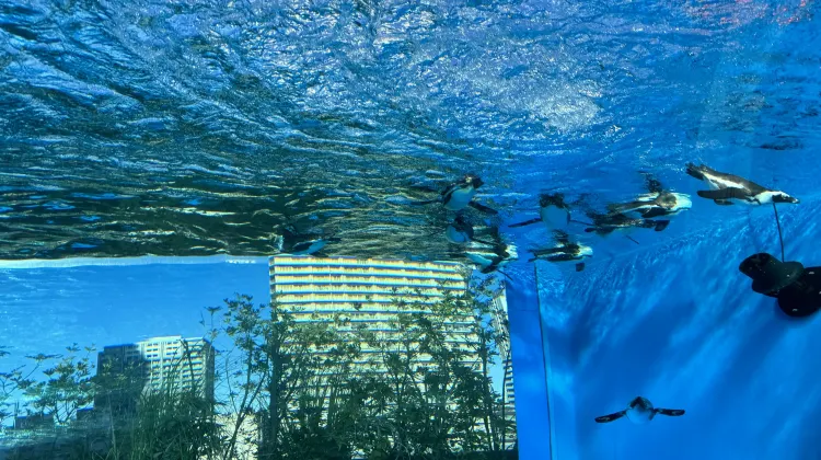 サンシャイン水族館のチケット購入ならTrip.comがおすすめ!知らないと損する4つのメリット