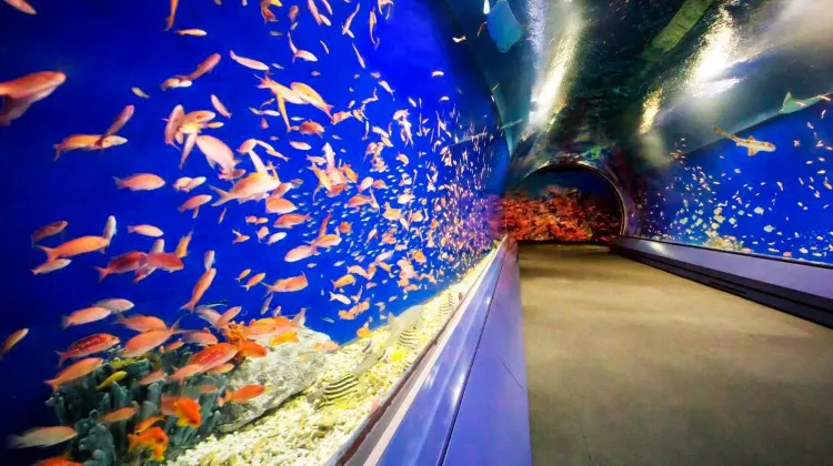 Lawati Akuarium Terowong