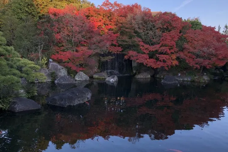 【姫路城西御屋敷跡庭園 好古園】紅葉の見頃は11月中旬~12月上旬