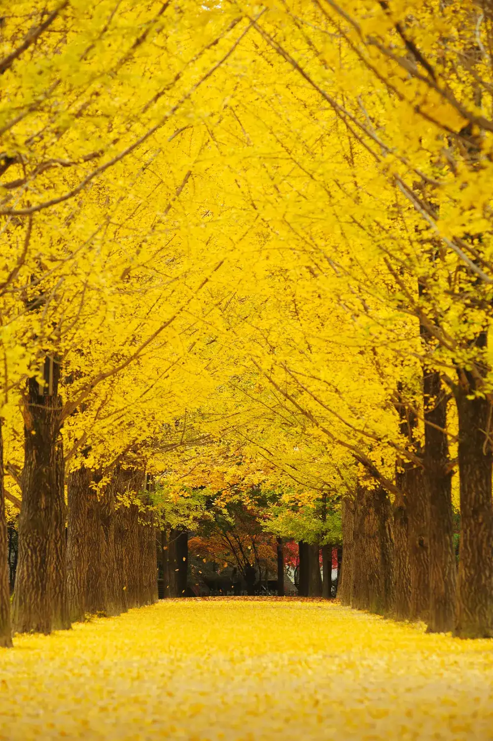 南怡島上有著金黃色的銀杏樹