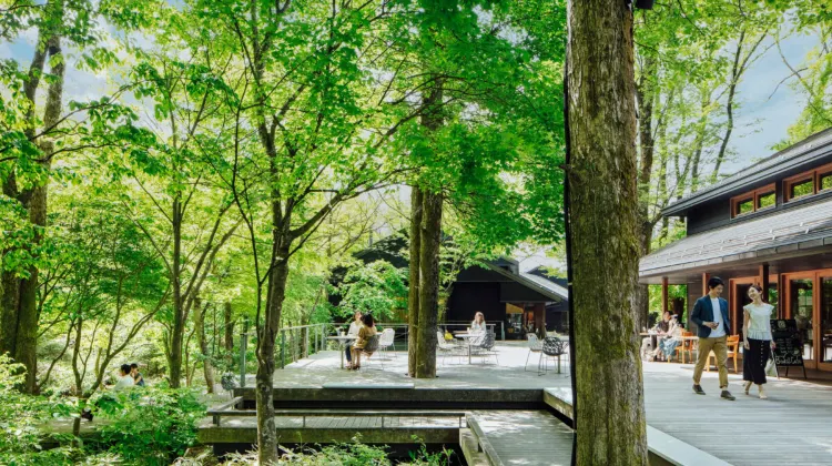 ハルニレテラス