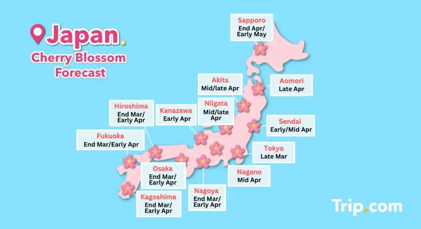 Cherry blossoms in Tokyo forecast