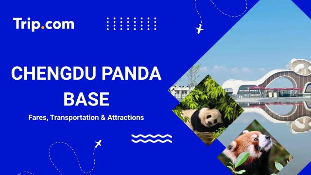 ChengChengdu Panda Base Guide: Tickets, Hours & Routes