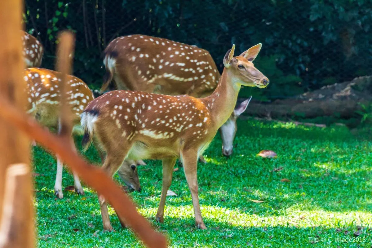 Chimelong Safari Park Animals You Can't Miss
