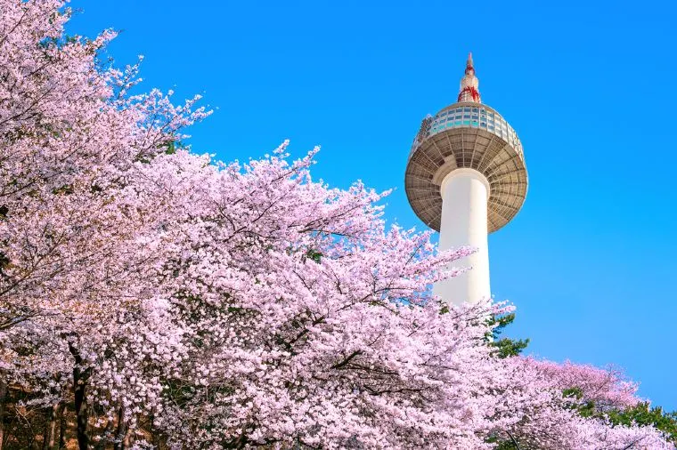 韓國春天有不少賞櫻熱點