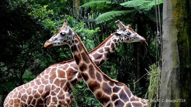 Tempat Wisata di Bogor - Taman Safari