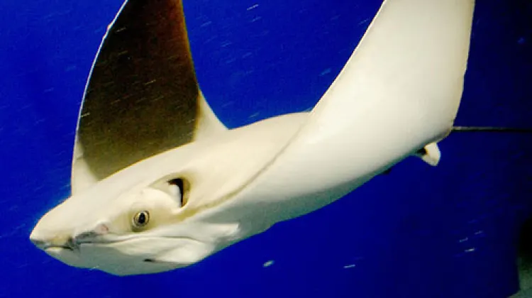 Tarikan di Osaka Aquarium Kaiyukan