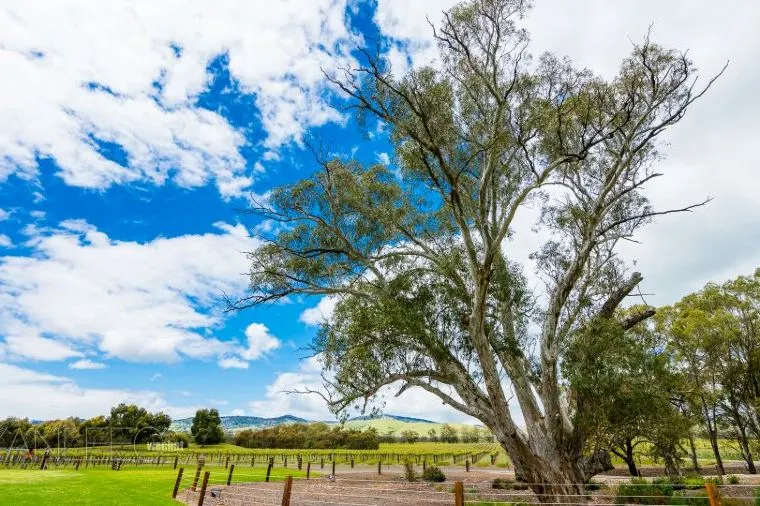 オーストラリア・アデレードの9月の気温や最適な服装