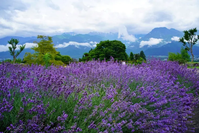 もらってうれしい長野土産の選び方