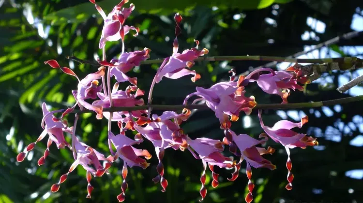 パプアニューギニアへ行く前に最新治安情報をチェックしよう！