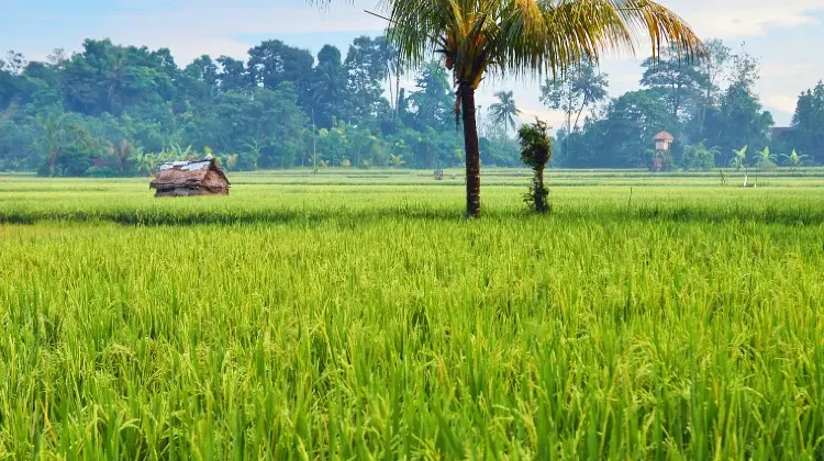 なぜTrip.comのインドネシア向けネット通信商品がおすすめ？