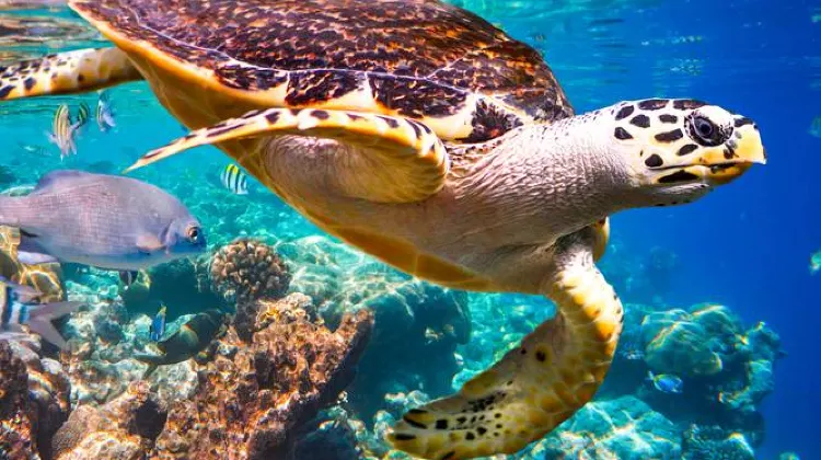 Underwater World Langkawi