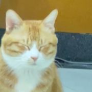 大屁兔
