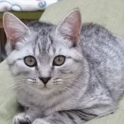 流浪小猫的奋斗