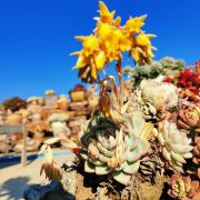 大理小段(民宿)