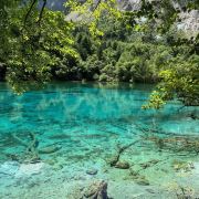 带着朱猪去旅行