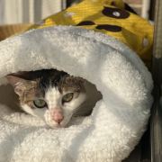 小林小林可爱机灵