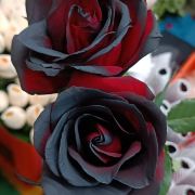 当地向导大理梅子