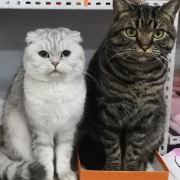 躲喵喵的猪猪和胖胖