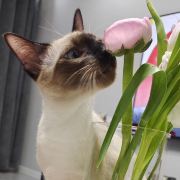 爱探索的溜溜梅