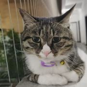 帅喵儿的铲屎官