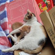 头像
