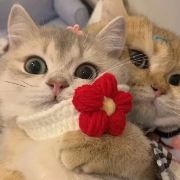 Honestly🌹🌻🌻