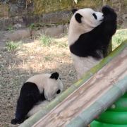 爱旅游的熊猫酱