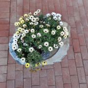 今我来思雨雪霏霏0