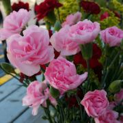 🌺🌺小小🌺🌺